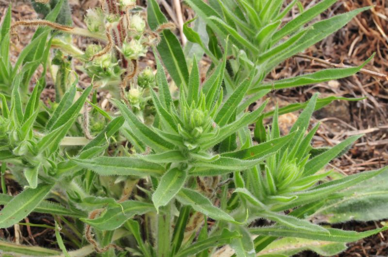 Echium italicum